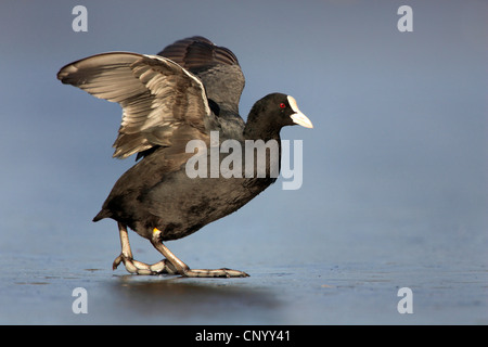 schwarzen Blässhuhn (Fulica Atra), zu Fuß auf einer Eisdecke, Deutschland, Nordrhein-Westfalen Stockfoto