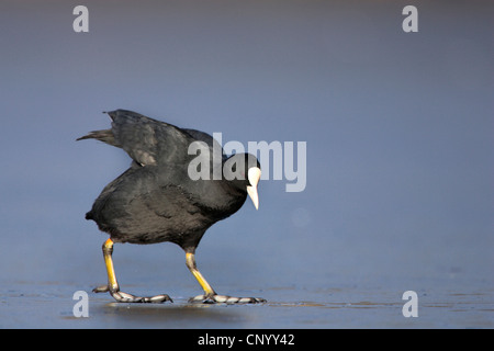 schwarzen Blässhuhn (Fulica Atra), zu Fuß auf einer Eisdecke, Deutschland, Nordrhein-Westfalen Stockfoto