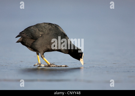 schwarzen Blässhuhn (Fulica Atra), stehend auf einem zugefrorenen See picken auf dem Eis, Deutschland Stockfoto