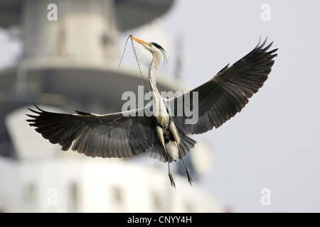 Graureiher (Ardea Cinerea), fliegen mit Verschachtelung Material im Schnabel, Deutschland Stockfoto