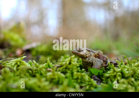 Europäischen gemeinsamen Kröte (Bufo Bufo), zu Fuß auf Moos, Deutschland, Rheinland-Pfalz Stockfoto