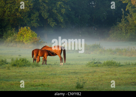 Stute Mursing seine Fohlen auf einer Weide, Deutschland, Niedersachsen, Wendland, Elbtalaue Stockfoto