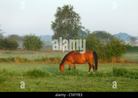 Pferd auf einer Psture am Morgen, Deutschland, Niedersachsen, Wendland Stockfoto