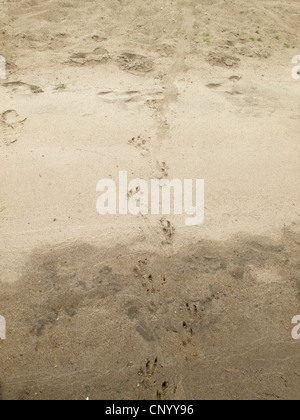 Eurasische Biber, europäische Biber (Castor Fiber), Fußspuren im Sand, Deutschland, Niedersachsen, Wendland, Elbtalaue Stockfoto