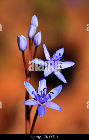 Twin-Blatt Blaustern (Scilla Bifolia), blühen, Deutschland, Baden-Württemberg Stockfoto