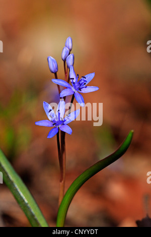 Twin-Blatt Blaustern (Scilla Bifolia), blühen, Deutschland, Baden-Württemberg Stockfoto