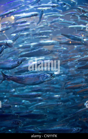 Sardellen-Schule im Aquarium By The Bay, Pier 39, San Francisco, Kalifornien Stockfoto