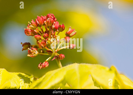 Shirasawa Ahorn, Fullmoon-Ahorn (Acer Shirasawanum), Blütenstand Stockfoto