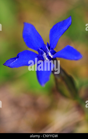 Frühlings-Enzian (Gentiana Verna), Blume, Deutschland, Baden-Württemberg Stockfoto