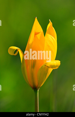 Wilde Tulpe (Tulipa Sylvestris), Blume, Deutschland, Baden-Württemberg Stockfoto