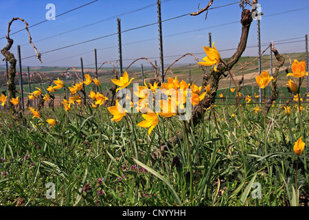 Wilde Tulpe (Tulipa Sylvestris), blühen in einem Yineyard, Deutschland, Baden-Württemberg Stockfoto