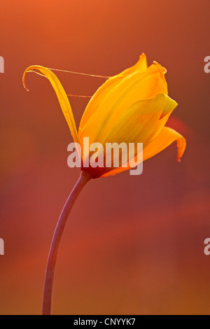 Wilde Tulpe (Tulipa Sylvestris), blühen im Abendlicht, Deutschland, Baden-Württemberg Stockfoto