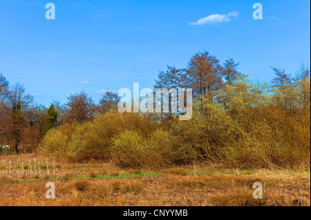 Europäische graue Weide (Salix Cinerea), blühende Weiden in einem Feuchtgebiet, Deutschland, Niedersachsen Stockfoto
