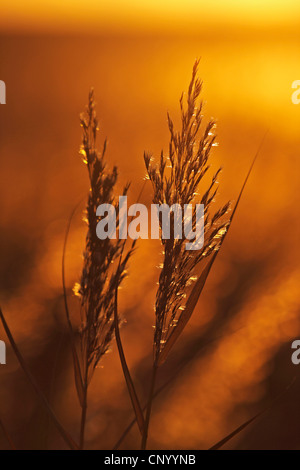 Reed Grass, gemeinsamen Schilf (Phragmites Communis, Phragmites Australis), hinterleuchtete Rispen bei Sonnenaufgang, Deutschland, Schleswig-Holstein, Sylt Stockfoto