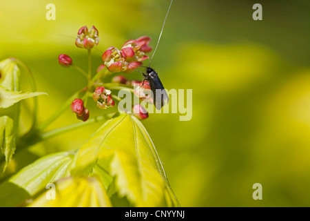 Shirasawa Ahorn, Fullmoon-Ahorn (Acer Shirasawanum), Blütenstand mit Longhorn Moth, Deutschland Stockfoto