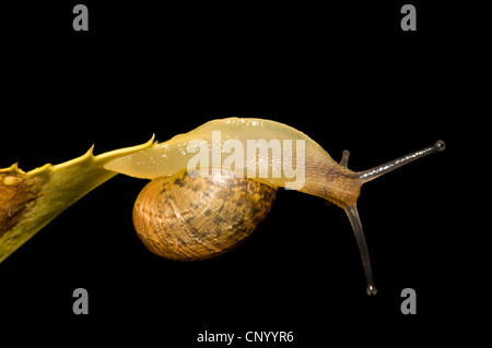 Eine gemeinsame Garten Schnecke (Cornu Aspersum) festhalten an einem Blatt von nur die Spitze seines Schwanzes in einem Garten in Belvedere, Kent. Oktober. Stockfoto