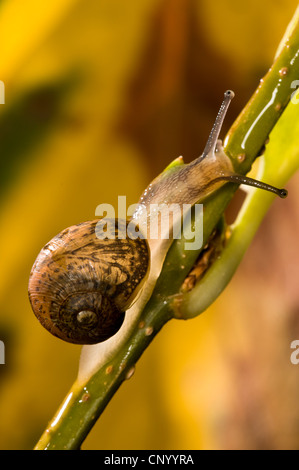 Eine gemeinsame Garten Schnecke (Cornu Aspersum) klettern auf einem Zweig in einen Garten in Belvedere, Kent. Oktober. Stockfoto