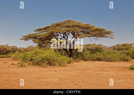 Regenschirm Thorn Akazie, Regenschirm Akazie (Acacia Tortilis), in der Savanne, Tansania, Lake Manyara National Park Stockfoto