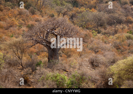 Baobab, Monkey Brot, Affe Tamarinde (Affenbrotbäume Digitata), Tansania Stockfoto