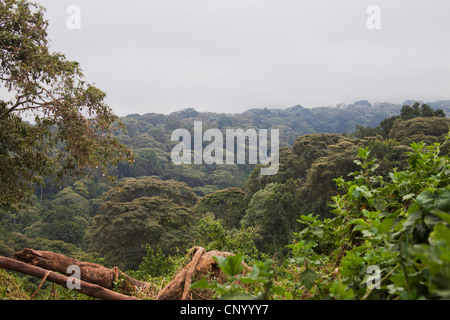 Blick zum Wald von Ngorongoro Nationalpark, Tansania, Ngorongoro Nationalpark Stockfoto