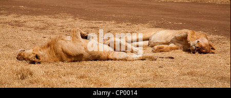 Löwe (Panthera Leo), zwei Löwinnen während einer Siesta, Tansania Stockfoto