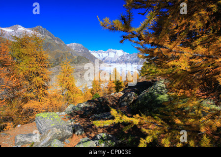 Großen Aletschgletscher, der größte Gletscher in den Alpen und der Wannenhorns, der Schweiz, Wallis Stockfoto