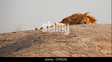 Löwe (Panthera Leo), schlafen auf einem Felsen, Tansania, Serengeti NP Stockfoto