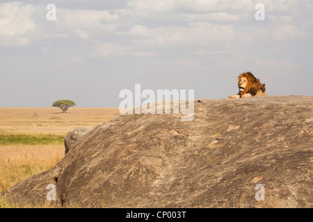 Löwe (Panthera Leo), liegend auf einem Felsen in Savanne, Tansania, Serengeti NP Stockfoto