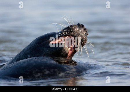 grau (Halichoerus Grypus) versiegeln, zwei Tiere kämpfen im flachen Wasser, Deutschland, Schleswig-Holstein, Helgoland, Helgoland Stockfoto