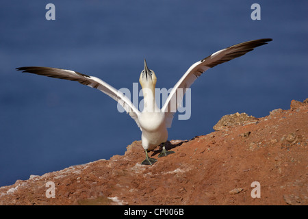 Basstölpel (Sula Bassana, Morus Bassanus), sitzen auf Boden-Boden mit den Flügeln schlägt, Deutschland, Schleswig-Holstein, Helgoland Stockfoto