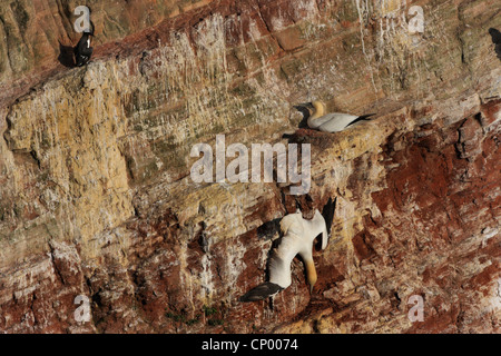 Basstölpel (Sula Bassana, Morus Bassanus) paar Zucht in eine Steilwand, Deutschland, Schleswig-Holstein, Helgoland Stockfoto