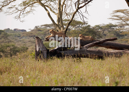 Löwe (Panthera Leo), stürzte drei Löwinnen ruht auf Baumstamm, Tansania Stockfoto