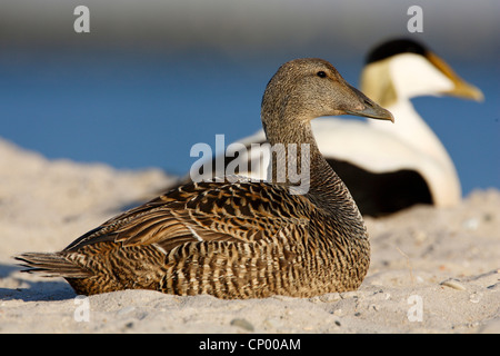 gemeinsamen Eiderenten (Somateria Mollissima), paar, sitzen nebeneinander auf einer Sanddüne am Strand Nordsee, Deutschland, Schleswig-Holstein, Helgoland Stockfoto