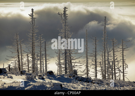 Norwegen Fichte (Picea Abies), tote Bäume im Winter auf der Hornisgrinde, Deutschland, Baden-Württemberg, Schwarzwald Stockfoto