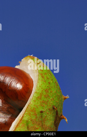 gemeinsamen Pferd Kastanie (Aesculus Hippocastanum), Detail von einem offenen Frucht der Rosskastanie Stockfoto