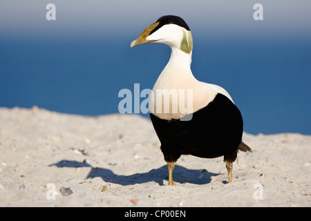 gemeinsamen Eiderenten (Somateria Mollissima), Männlich, stehend auf Sanddüne, Deutschland, Schleswig-Holstein, Helgoland Stockfoto