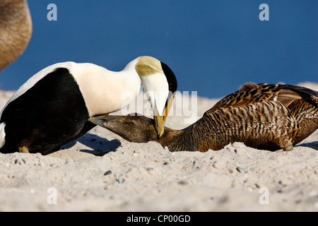 gemeinsamen Eiderenten (Somateria Mollissima), koppeln sich gegenseitig Pflege auf einer Sanddüne, Deutschland, Schleswig-Holstein, Helgoland Stockfoto