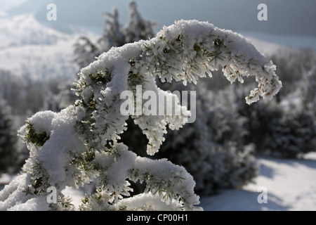 Gemeine Wacholder, Boden Wacholder (Juniperus Communis), Zweig mit Schnee und Raureif, Deutschland, Baden-Württemberg Stockfoto