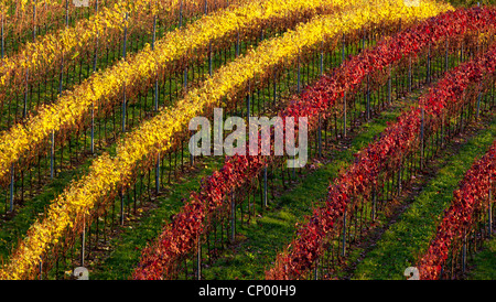 Weinberg im Herbst, Deutschland, Baden-Württemberg, Leimen Stockfoto