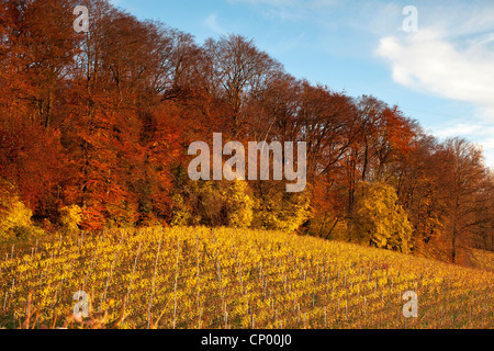 Wald und Weinberge im Herbst, Deutschland, Baden-Württemberg Stockfoto