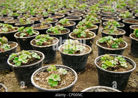 Persian Buttercup, Turban Ranunculus, Turban Hahnenfuß (Ranunculus Asiaticus, Ranunculus Hortensis), Jung-Klage in einer Gärtnerei Stockfoto