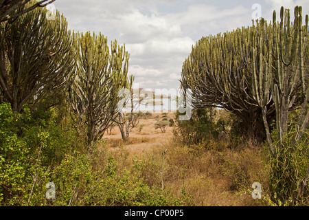 Euphorbia auf einem Rastplatz, Tansania, Serengeti NP Stockfoto