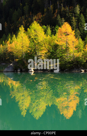 gemeinsamen Lärche, Lärche (Larix Decidua, Larix Europaea), Lärchenholz, reflektiert im Lac de Derborence, Schweiz, Wallis Stockfoto