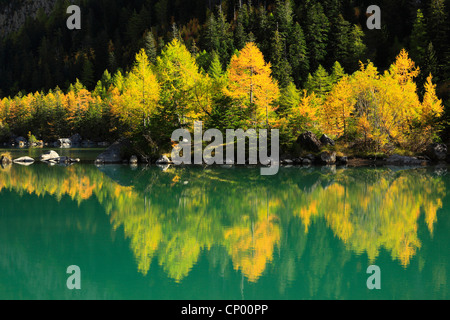 gemeinsamen Lärche, Lärche (Larix Decidua, Larix Europaea), Lärchenholz, reflektiert im Lac de Derborence, Schweiz, Wallis Stockfoto