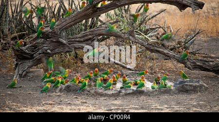 Fischers Lovebird (Agapornis Fischeri), Herde von Fischers unzertrennliche an einer Wasserstelle, Tansania Stockfoto