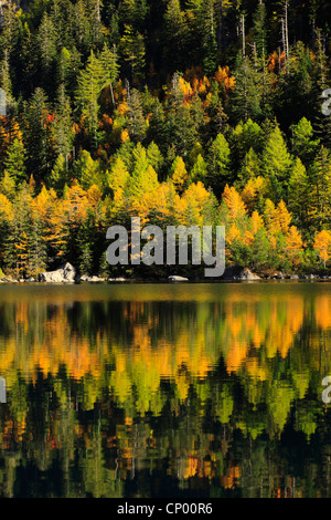 gemeinsamen Lärche, Lärche (Larix Decidua, Larix Europaea), Lärchenholz, reflektiert im Lac de Derborence, Schweiz, Wallis Stockfoto