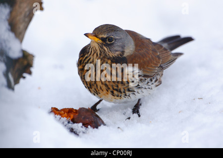 Wacholderdrossel (Turdus Pilaris), sitzen auf dem schneebedeckten Boden ernähren sich von Früchten, Deutschland Stockfoto