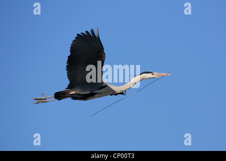 Graureiher (Ardea Cinerea), fliegen mit Verschachtelung Material im Schnabel, Deutschland Stockfoto