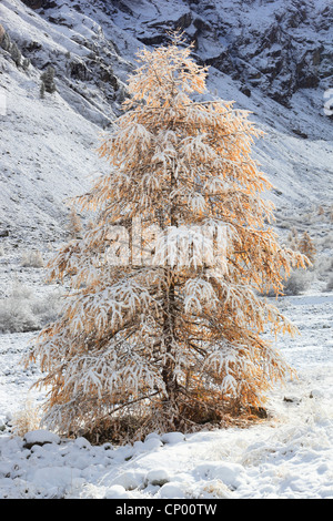 gemeinsamen Lärche, Lärche (Larix Decidua, Larix Europaea), Wintereinbruch im Arollatal-Tal, Schweiz, Wallis Stockfoto