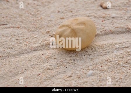 Sanddollar, wahrer Sand-Dollars (Clypeasteroida), Sanddollar am Strand, Tansania, Sansibar Stockfoto